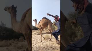 crazy Camel 😱😯##viral #camel #animals #wildlife #winter #season #love #shorts #village #comedy #vide