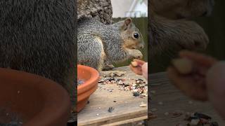 Small squirrel given 2 options to eat. Which one will she choose?