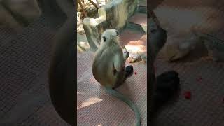 Monkey's are eating Prasad at a temple.....