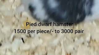 hamster pet price in India|Syrian hamster in India|hamster pet shop in mumbai|MOB:8454879565