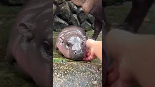 viral baby hippo #shorts #ViralVideo #DailyShorts #Entertainment #FYP