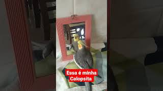 Calopsita é o Tico?