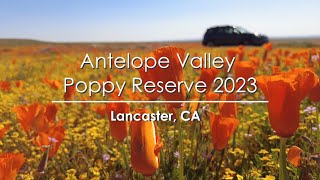 Antelope Valley Poppy Field 2023