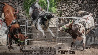 DEBUTANDO SANGRE NUEVA| POR PRIMERA VEZ SE JUGARON CON JINETE ESTOS TORETES HIJOS DE TOROS FAMOSOS