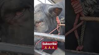 Sapinya Menangis ketika mau di jual‼️ #subscribe #cow #sapi #animal #viral #farmproject #trending