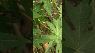 watered the papaya plant #nature #farming #papaya #shorts