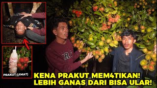 JIKA MELIHAT RAMBUTAN LEBAT TANPA DI JAGA PEMILIKNYA JGN DI AMBIL ATAU NYAWA ANDA MELAYANG!