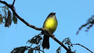 Zapata Sparrow