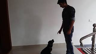 How to train a dog by swaroop