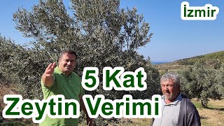 Bu Şekilde Zeytin Gübreleme İle 5 Kat Verim Artışı Sağladı