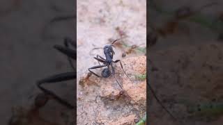 Stealing from the wrong colony is expensive. Aphaenogaster vs Pheidole  #foryou #viral #insect #ants