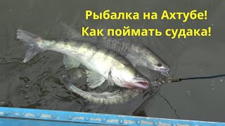 Рыбалка на Ахтубе! Судак на Ахтубе!