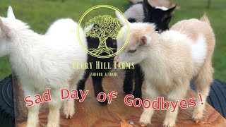 OUR JOURNEY ENDS Saying Goodbye to Our Goats