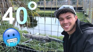 Frozen Crocodiles?!? Cold snap in Florida