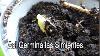 Asi comienza a Germinar las diferentes Simientes de Verduras