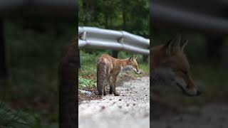 #Fox #animal #nature