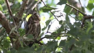 Eastern Screech-Owl Mobbed