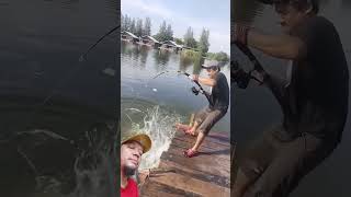 tariik##shortsvideo #shorts #sungai #ikan #fishing #fish #bigfish #sea#animals #animal