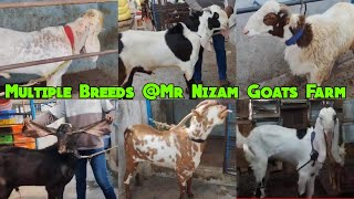 Saste Bakriya | Barbari Hyderabadi Macherla | Mr  Nizam Goat Farm | Vattepally | Hyderabad