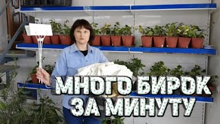 Бирки для растений можно сделать быстро. Как я маркирую растения.