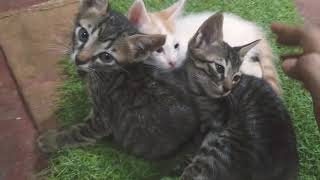 3 Adorable Kittens