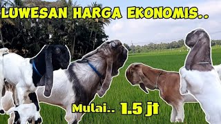 Kambing Kaligesing BREEDING Bakalan full ekonomis..Peranakan ettawa