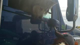 Pure timber wolf in semi next to at fuel island in Idaho