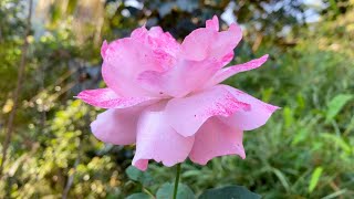 Enchanting Light Pink Rose in 4K: Free Stock Footage to Add a Touch of Romance to Your Videos