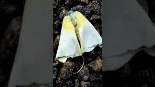 Butterfly on the way 😄😄#shorts #shortvideo #viral #naturelovers #butterfly #shortsfeed #short