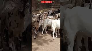 #mewatibakra #sirohibakra #bitalbakra #totaparigoat #viralvideo #totapuri