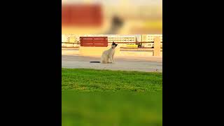 Cute Cat #youtube #youtubeshorts