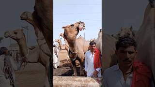 الإبل المنقوشة بالحناء تشرب الماء #ytshorts #camel #drinkingwater #shorts #camellove #camelfarm