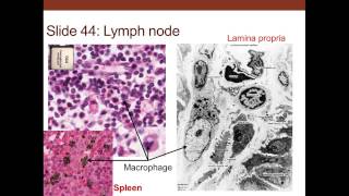 3. Medical School Histology. Connective Tissue