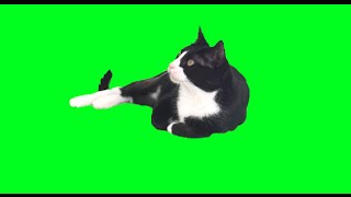 Cat Falling Asleep Green Screen