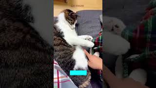 ❤️🐈 Funny cats ❤️🐈 , ❤️Cute cats #CatHouse  episode 5458