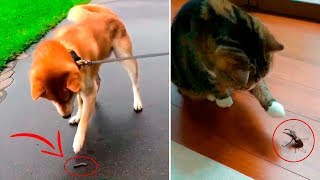 Cute 🙀 cats and 🐕 dogs compilation #5 | Funny animals reaction