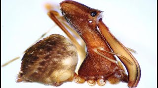 Top 10 Insectos Peligrosos Descubiertos Recientemente - FULL TOPS