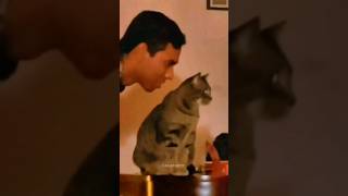 Funny Animals 2024 😂 - Funniest Cats and Dogs video 🐱 🐶 #shorts