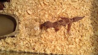 New Leopard Gecko with feeding!