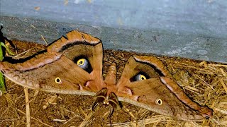 this Polyphemus Moth was almost impossible to record