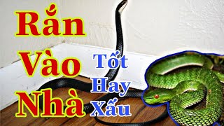 Rắn Bò Vào Nhà Là Điềm Báo Tốt Hay Xấu Theo Phong thủy thì Nên Làm Thế Nào