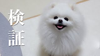 【検証】犬の嗅覚がスゴいことがよくわかる動画