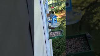 Squirrel Climbing Down Building Checking Out The Bird Feeders