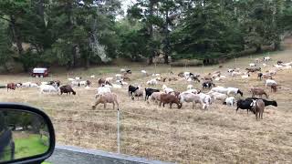 Chewing Goats on the Side of the Road: Our Funny Encounter on 17-Mile Drive in Monterey, California