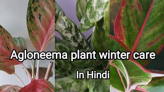 Agloneema plant (Chinese Evergreen) winter care.