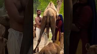 Desert Camel people came to village | Desert Life #villagelife #viral