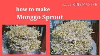 Homemade Monggo beans sprout