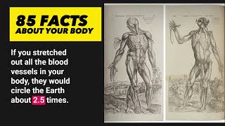 85 Facts About Your Body to Impress Your Anatomy Teacher #facts