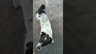 #собачки #зустрів на річці 3 собачок#тварини#recommended #dog #hardmix