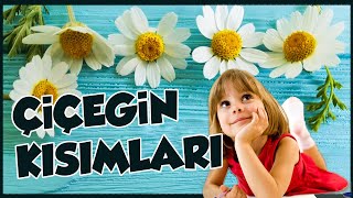 BİTKİLER - ÇİÇEĞİN KISIMLARI - 5. SINIF/ 2020